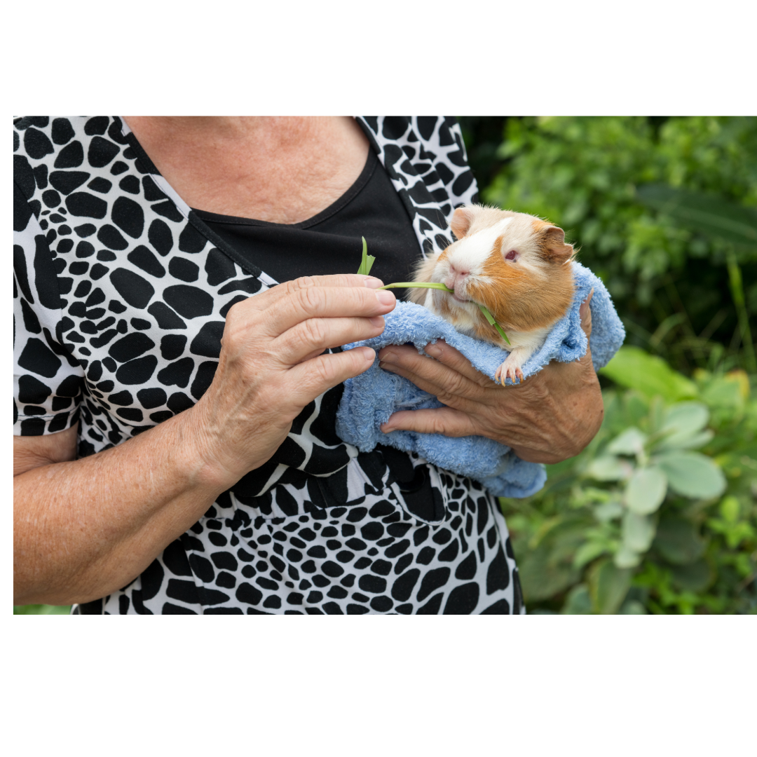 Pet Reiki