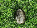 Labradorite Palm Stone